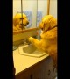 Clever dog turns on sink faucet whenever he\'s thirsty