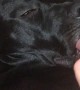 Adorable Puppy\'s Tired Tongue