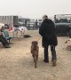 Displaced pets reunited with owners after devastating Camp Fire