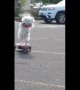 Dog casually rides 3-wheeled scooter with ease