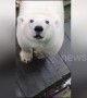 Station worker\'s surprise close encounter with huge polar bear on Arctic island