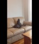 Dog impressively sings along with harmonica player