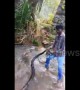Snake expert removes massive king cobra from village stream