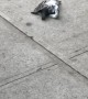 Hawk Catches Pigeon in New York