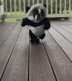 Boston Terrier Rocks Panda Costume