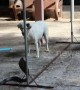 Two pet dogs spark chaos after chasing king cobra in front yard