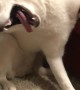 Siberian Husky is Sweetly Stroked