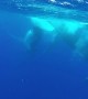 Divers in Tonga have close-encounter with humpback whales