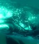 Massive whale smashes diver’s camera with its fin