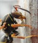 Paper Nest Wasp Gathers Supplies For Nest