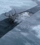 Heartwarming rescue of red deer from frozen Siberian river