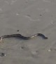 Snake on the Sand