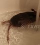 Meet Arnie, the baby armadillo that loves taking baths