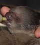 It\'s a sin to be this cute! US zoo showcases new baby sloth