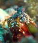 What an eyeful! This mantis shrimp has the best vision in the known world