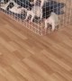 Puppies Tag Team Adorable Escape