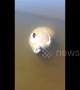 Baby manatee enjoys the sun floating belly-up near Florida beach