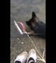 Dog gets fright of his life when fish fights back