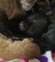 Capuchin Monkey and His Kitten Family