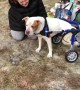 Rescue pup tries out doggy wheelchair for the first time