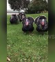 Turkeys destined for the dinner table rescued by vegetarian