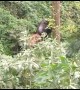 Elephant separated from herd strikes unlikely friendship with Indian bison