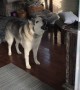 Dramatic husky is extremely vocal about walk