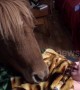 Pony tucks baby into bed for a good night\'s sleep