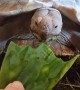 Herbie the greedy tortoise devours cactus leaf