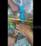 Painstaking rescue of cobra trapped in iron pipe