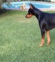 Tiny puppy adorably challenges much larger doberman dog