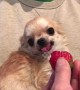 Chihuahua viciously snacks on strawberry