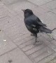 Rescued Crow Learns to Imitate Chickens