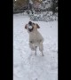 Sunshine the puppy loves to catch snowballs