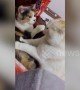 Cat massages its friend\'s back but gets slapped for its trouble