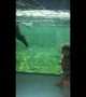 Priceless moment when otter plays with toddler at aquarium