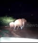 Indian officials chase drug-addicted elephants