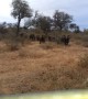 Scary moment when elephants decide to attack safari jeep