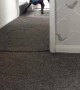 Dog Runs Around with Bag Over Head