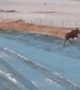 Moose Flips over Fence