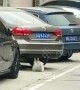 Cat performs sit-ups underneath car