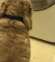 Dog Watches Teddy Bear Spin in Wash