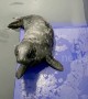 Seal pup, named Brian May, recovering after ingesting a plastic bag