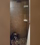 Dog Mystified by Magical Shower