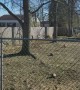Deer in Backyard Jump Huge Fence