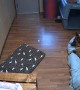 Dog Finds New Bed is a Little Lumpy