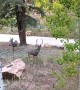 Deer Curiously Watches Dog Retrieve Paper