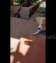 Dog is endlessly amused by owner\'s shadow hand puppets