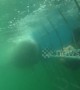Moment out of \'Jaws\' as Great White Shark tries to bite through underwater cage