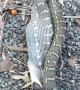 Carpet Python Makes Meal of Bat